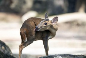 蒙古狼图片,草原霸主的风采与传奇